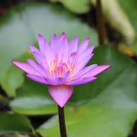 Nymphaea